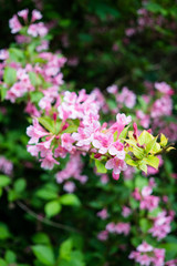 Beautiful botanical garden, flowers and blooming bushes in spring