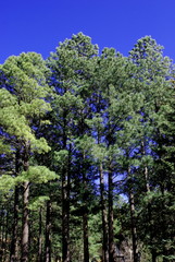 Green trees with bright blue sky in forest