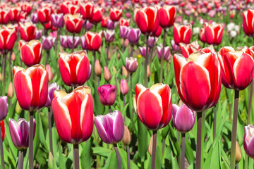 Blooming tulips