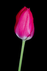 Single pink tulip isolated on black background.