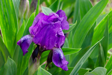 Bright and showy blue Iris flower close up