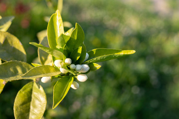 Obraz premium orange tree