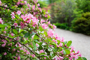 Beautiful botanical garden, flowers and blooming bushes in spring