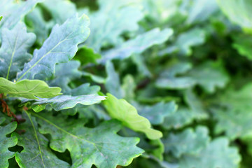 abstract background with green oak leaves