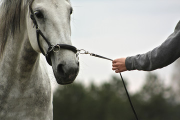 Woman leads a white spanish horse on cavesson bridle. Close up. 