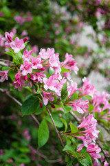 Beautiful botanical garden, flowers and blooming bushes in spring