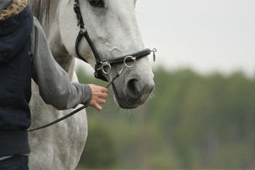 Woman leads a white spanish horse on cavesson bridle. Close up. 