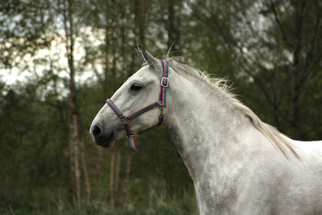 White andalusian PRE horse runs in a paddock in summer. Close view, portrait.