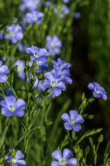 Flax blossoms. Green flax field in summer. Sunny day. Agriculture, flax cultivation. Selective focus. Field of many flowering plants (linum usitatissimum). Linum blooms