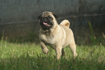 Obraz premium Pug - apontando
