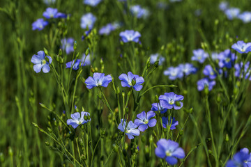 Obraz na płótnie Canvas Flax blossoms. Green flax field in summer. Sunny day. Agriculture, flax cultivation. Selective focus. Field of many flowering plants (linum usitatissimum). Linum blooms
