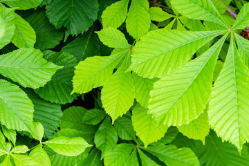 Naklejka na ściany i meble green chesnut leafs background. backdrop texture for design. beautiful chestnut branch with bright foliages.