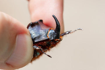 Rhinoceros Beetle in hand
