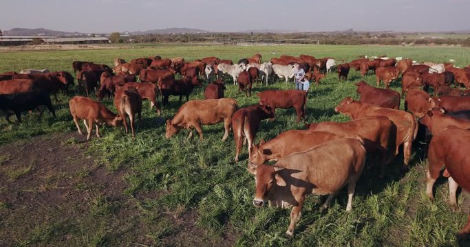 Elderly farmer walking amongst free range cattle with grandson
