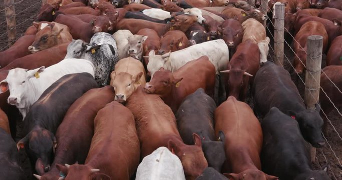 Static shot of a large group of beef cattle in a feedlot