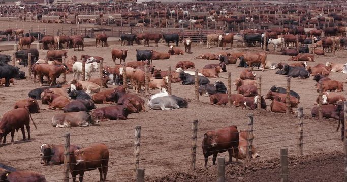 Static shot of beef cattle in a feedlot
