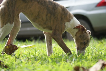 Whippet filhote farejando