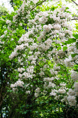 Beautiful botanical garden, flowers and blooming bushes in spring