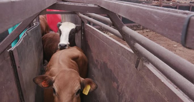 Tight shot of cattle being herded through a cattle crush
