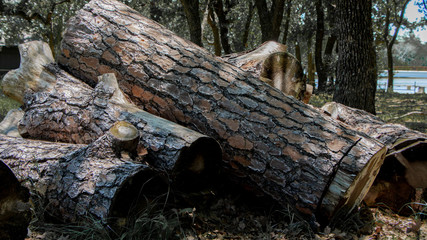 Stack of firewood. Cut up log pile.