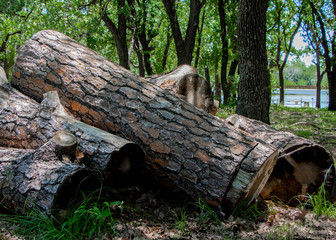 Stack of firewood. Cut up log pile.