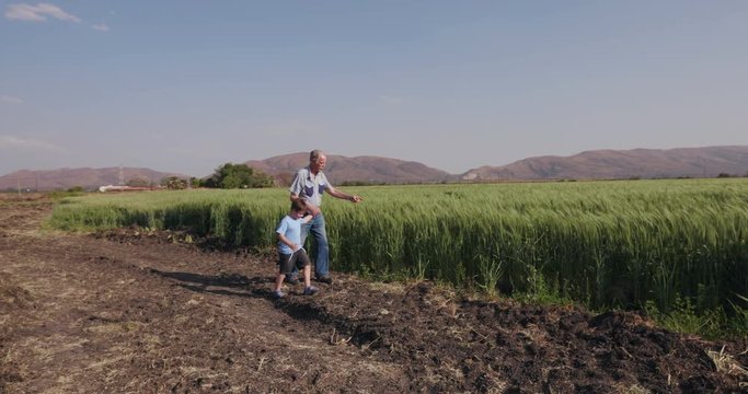 Elderly farmer and grandson walking throught wheatfields and inspecting the crop