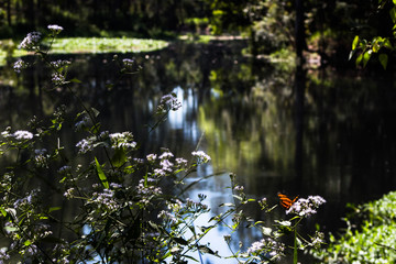 butterfly on the lake