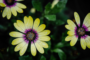 Obraz premium yellow flowers background