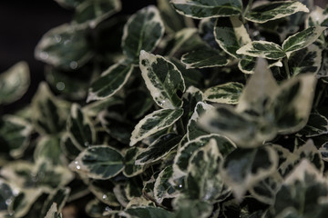 Green leaves with rain drops