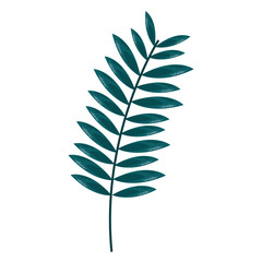 branch leaves foliage botanical