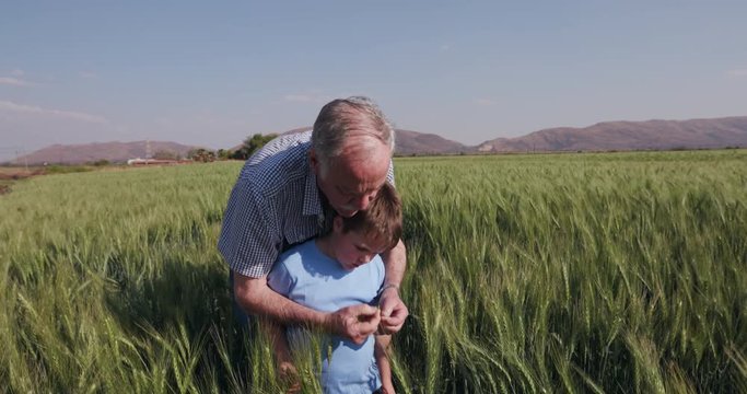 Elderly farmer and grandson walking throught wheatfields and inspecting the crop