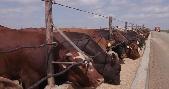 Feedlot Bilder Durchsuchen 10,635 Archivfotos, und
