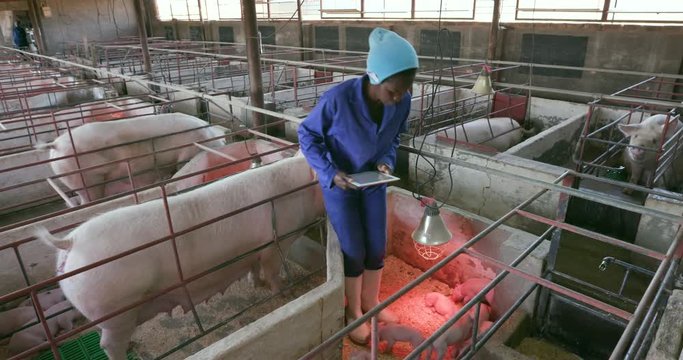 Woman pig farmer using a tablet to monitor progress of pigs on an industrial pig farm