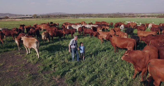 Elderly farmer walking amongst free range cattle with grandson
