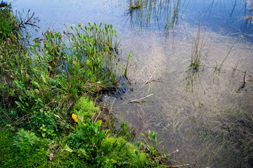 Green plants growing in river