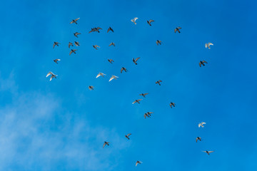 Clear super blue sky with bright light and pigeons flying in a group. Vibrant colors with a ground of black and white pigeon birds. Flying high in the sky.