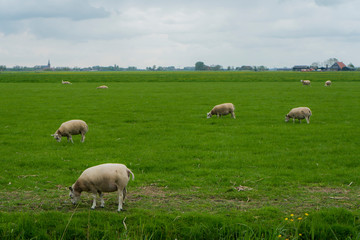 Obraz na płótnie Canvas One sheep in the foreground with some white sheeps in the background. Sheeps enjoying their vibrant green grass and blue white cloudy holland sky. Sheep landscape on grass.