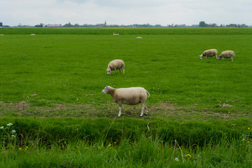 Fototapeta premium close up sheep in the foreground with a group of white sheeps grazing in the background. Pure dutch landscape with vibrant green grass and cloudy white, blue sky. 