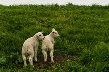 Two litlle young cute sheeps next to eachother on green grass. White sky perfectly white sheeps. Beautiful green grass sheep farmland.