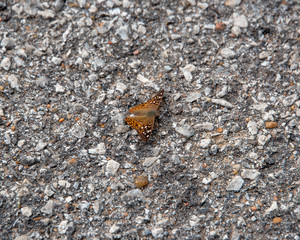 Butterfly on pavement
