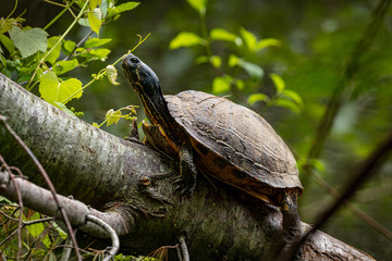 Obraz premium turtle