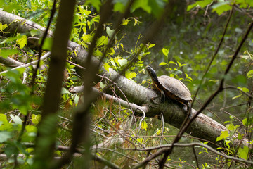 tortoise