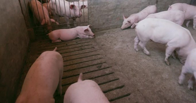 Moving shot of young pigs in their enclosure on an industrial pig farm