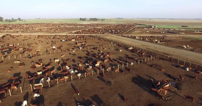 Aerial view of a cattle feedlot