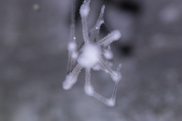 Moldy spider skin. Pholcus phalangioides, also known as the longbodied cellar spider is a spider of...