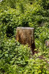 Fototapeta premium tree