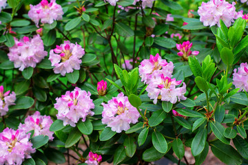 Closeup view of blooming spring tree on sunny day