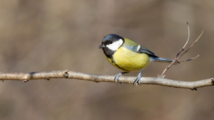 Obraz premium Kohlmeise auf kleinen Ast rechts sitzend