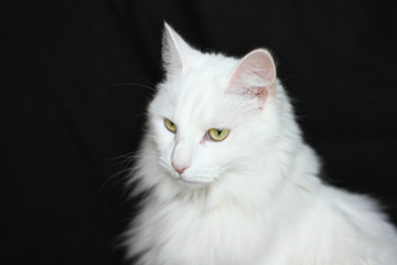 white long hair domestic cat, Persian cross breed on black background