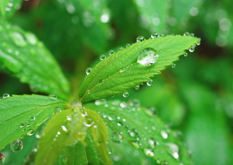 雨上がりの水玉
